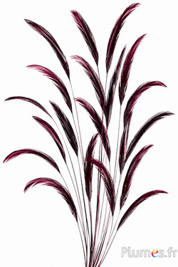 Fazant Lady Armherst - 29-35 cm - bordeaux-zwart